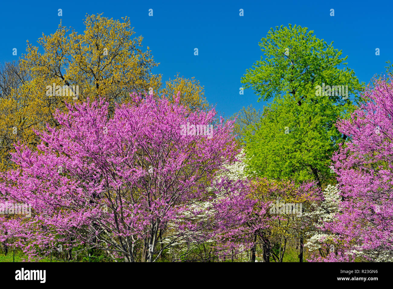 Redbud and dogwood in bloom, Ava, Missouri, USA Stock Photo