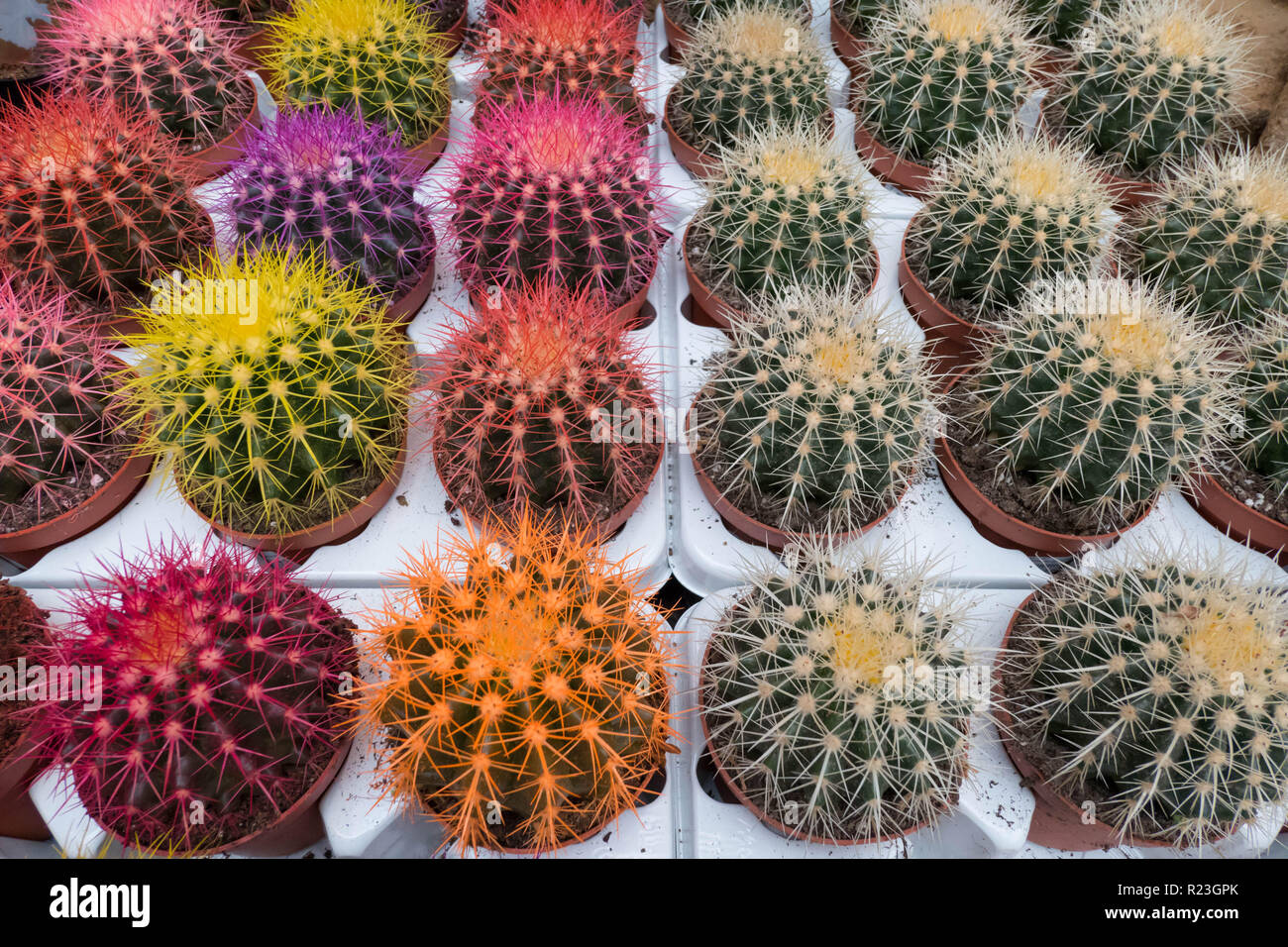 Cacti Echinocactus Grusonii with dyed needles Stock Photo