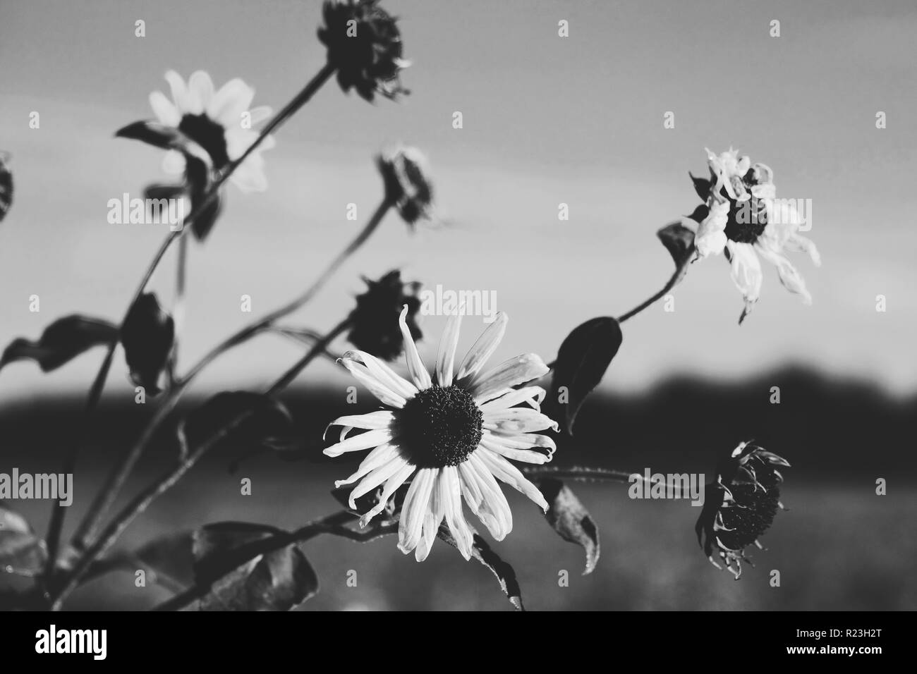 Black and white sunflowers hires stock photography and images Alamy