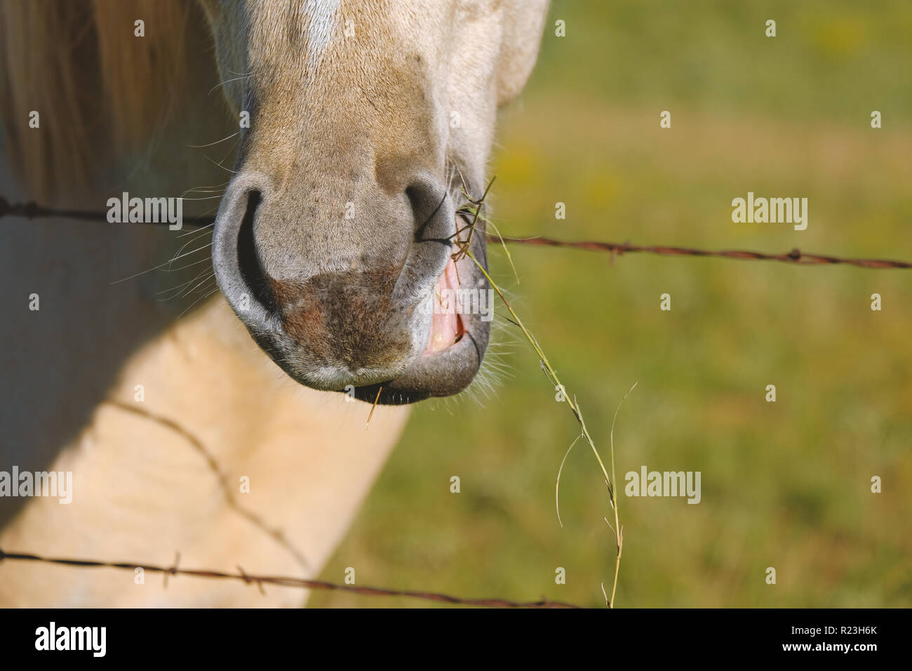 Horse chewing on grass along fence line Stock Photo Alamy