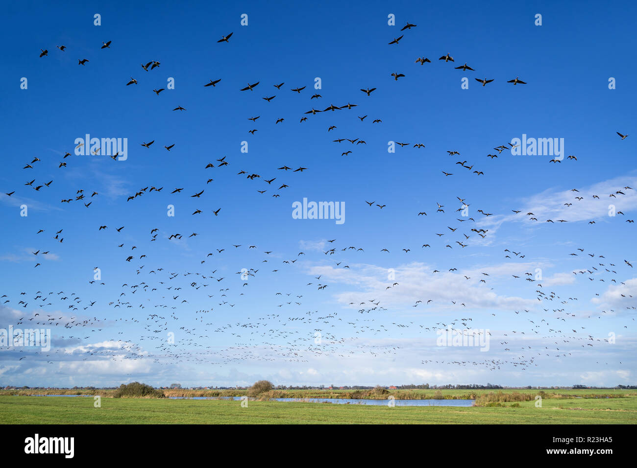 migrating greylag geese taking of over Dutch polder landscape in the province of Friesland Stock Photo