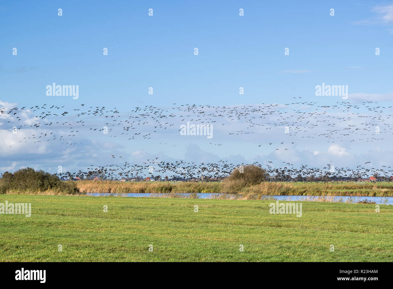 migrating greylag geese taking of over Dutch polder landscape in the province of Friesland Stock Photo