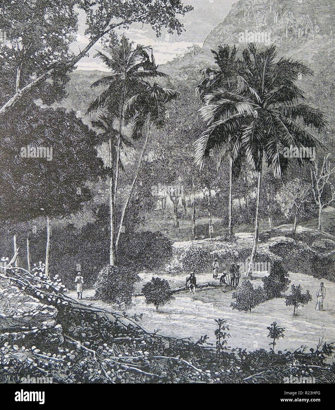 View of a coffee estate in Ceylon. Engraving, London, 1884. Stock Photo