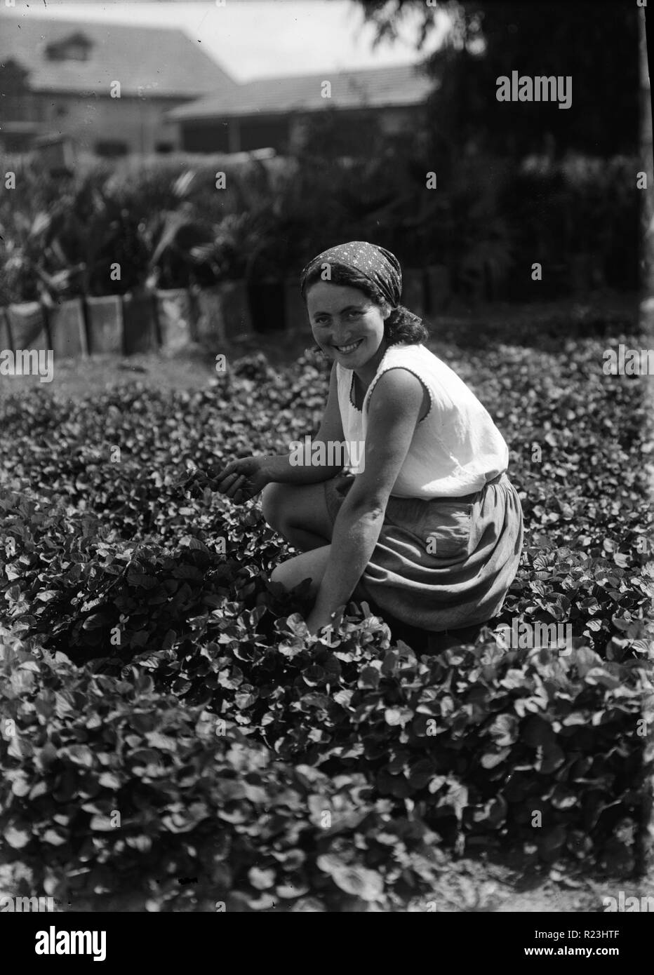 Israel agriculture 1920s hires stock photography and images Alamy