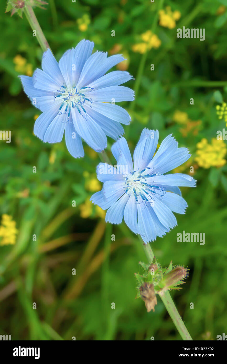 Light blue wild flowers hi-res stock photography and images - Alamy
