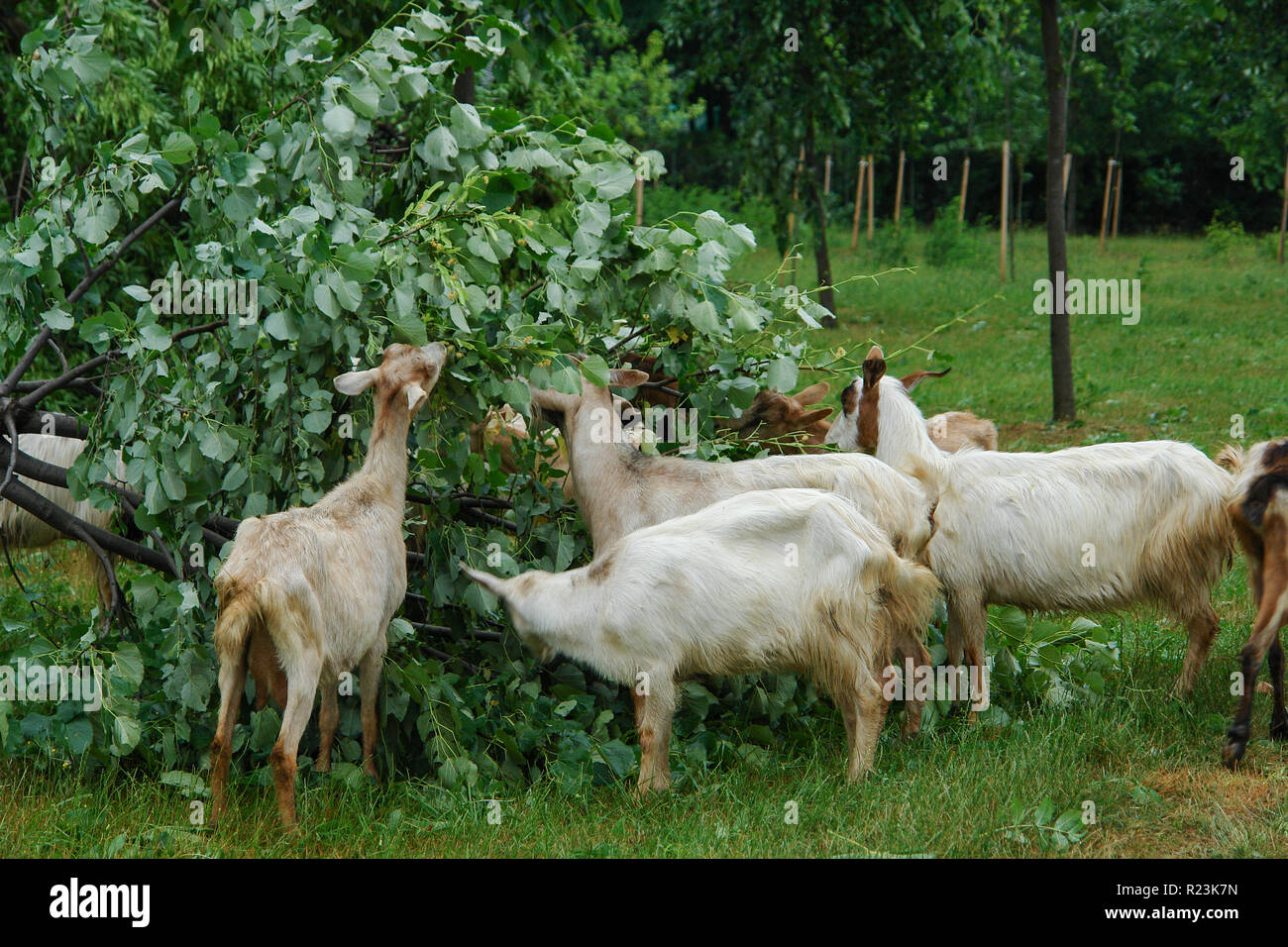 Goats eating leaves from a fallen tree Stock Photo Alamy