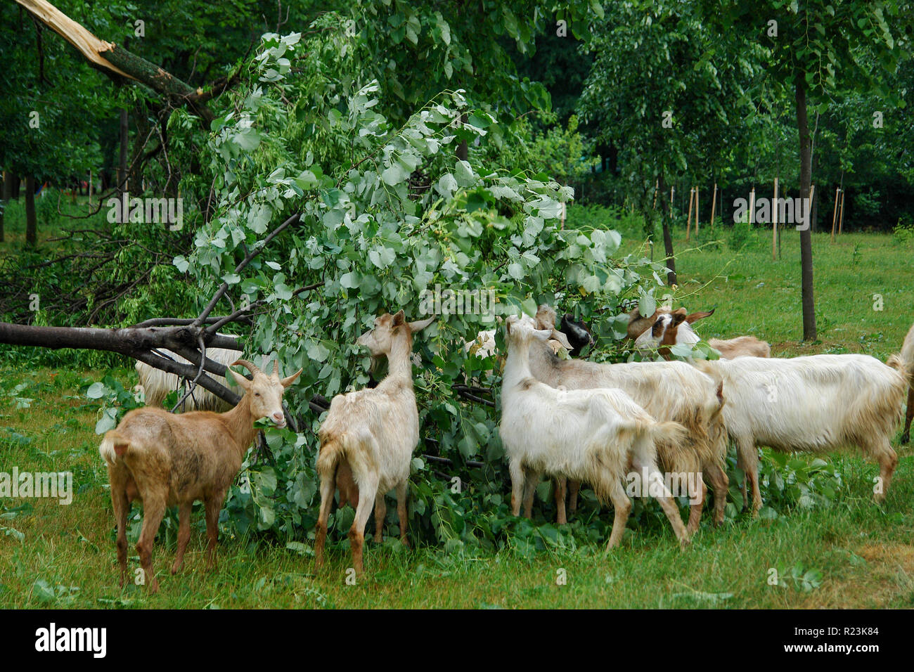 Goats eating leaves from a fallen tree Stock Photo Alamy