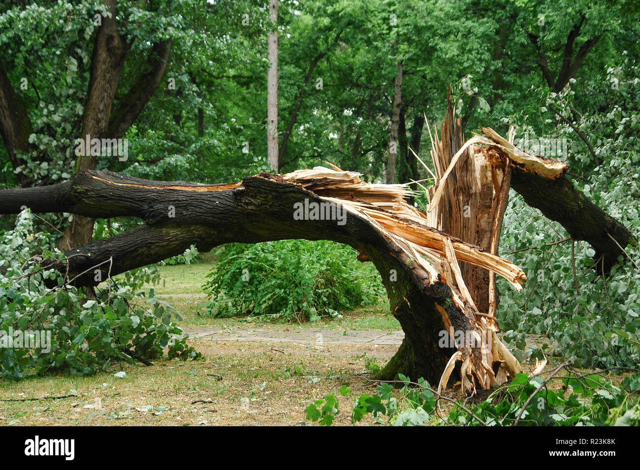 broken tree