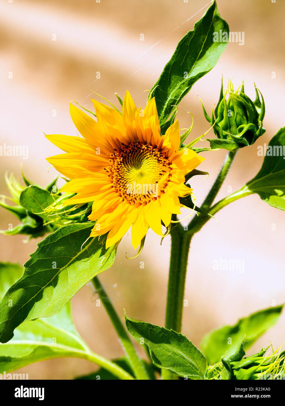 Sunflower - Helianthus Stock Photo