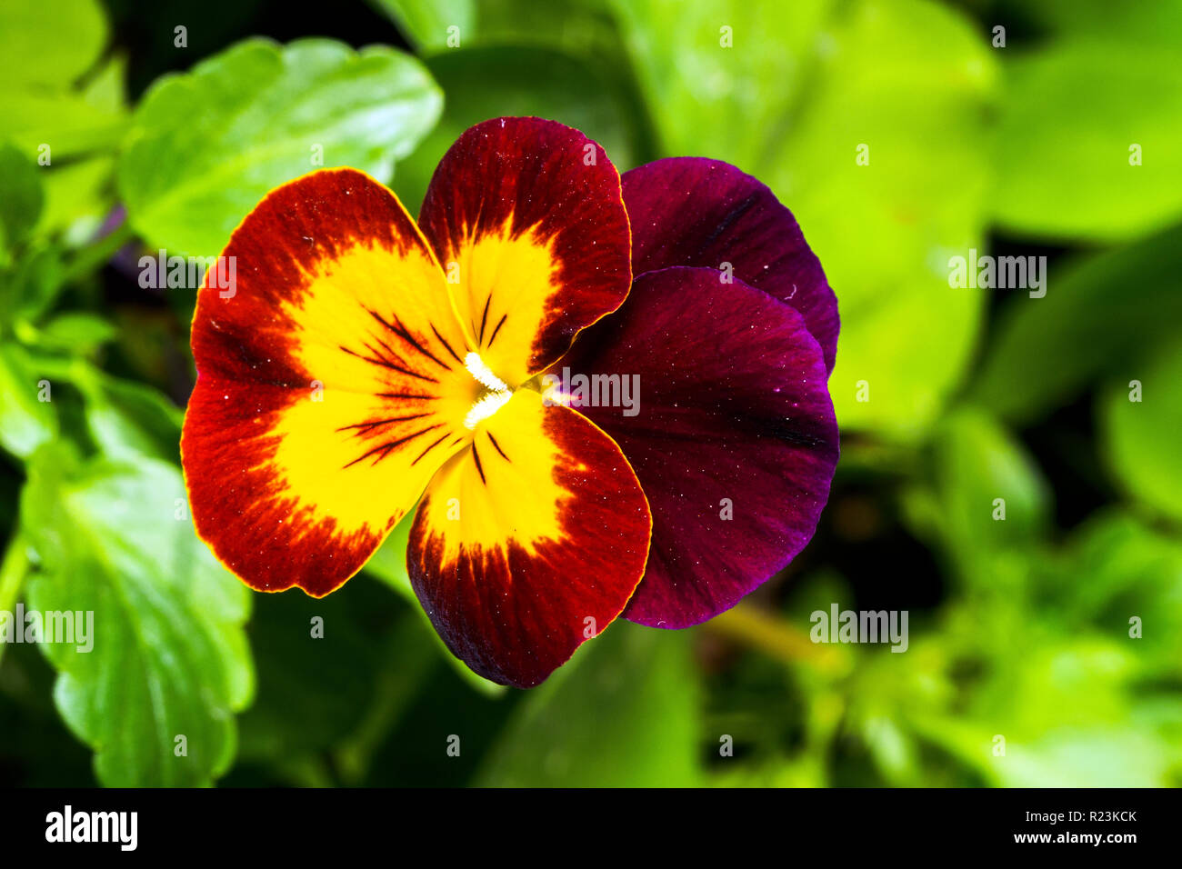 Pansy flower Stock Photo