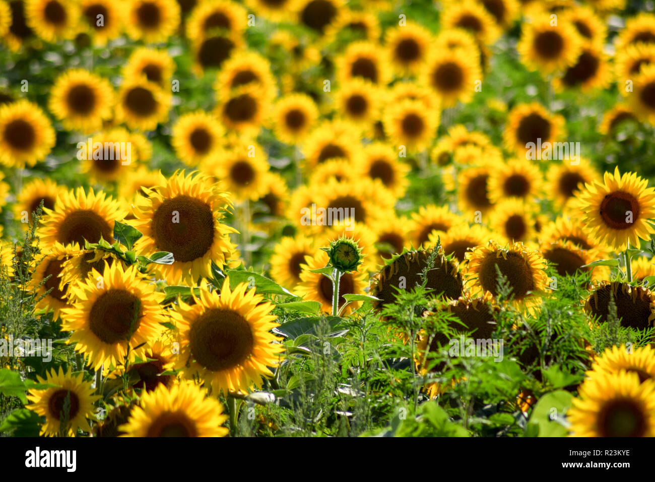 field of blooming sunflowers Stock Photo