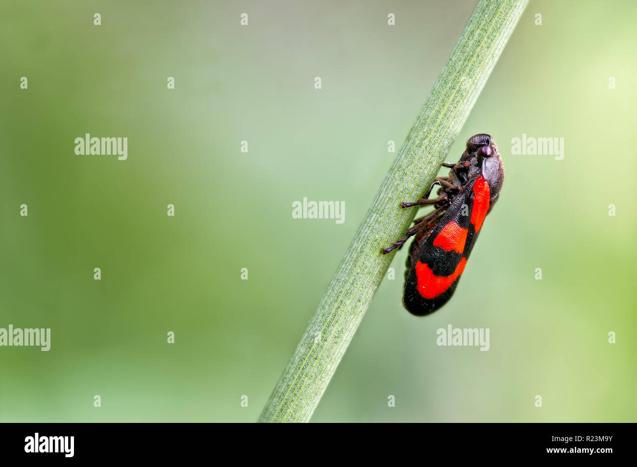 A photograph of a true bug known as a Froghopper on a rush (Juncus) stem. This Froghopper is the Red & Black Froghopper known as Cercopis vulnerata. Stock Photo