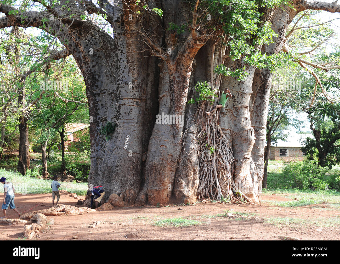 Iconic tourism roadside venue on Moshi Road in Tanzania, being an ancient landmark of huge baobab tree over 400 years old visitors photographic sight. Stock Photo