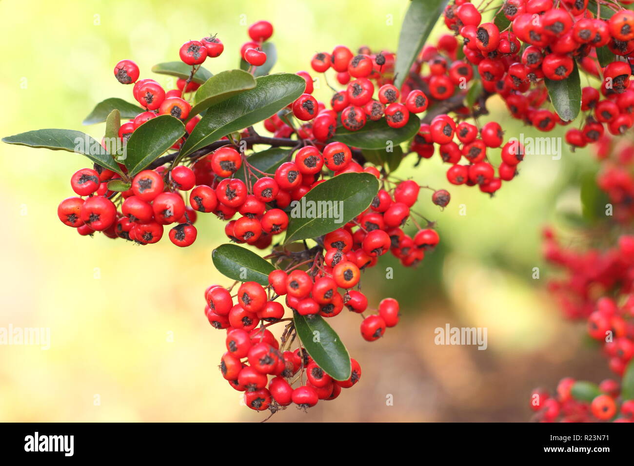 Autumn berries of Pyracantha 'Saphyr Rouge',  UK Stock Photo