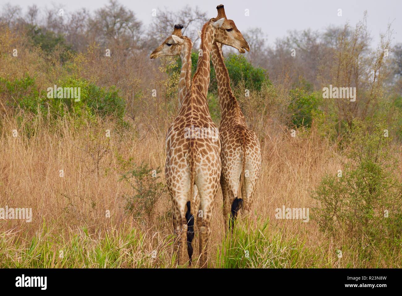 Trio of giraffe Stock Photo