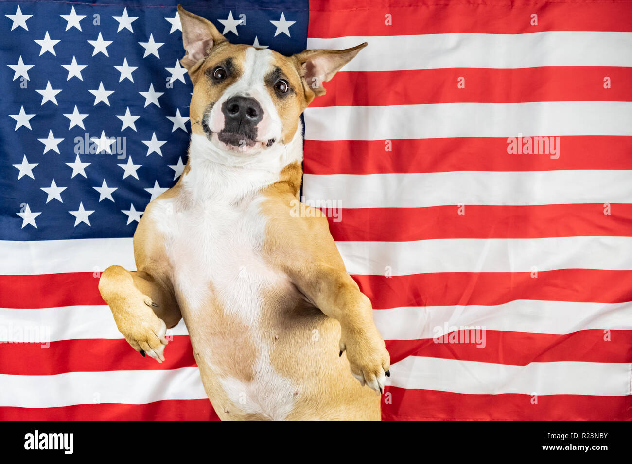 American patriotic dog. Funny staffordhire terrier posing in front of USA  flag Stock Photo - Alamy