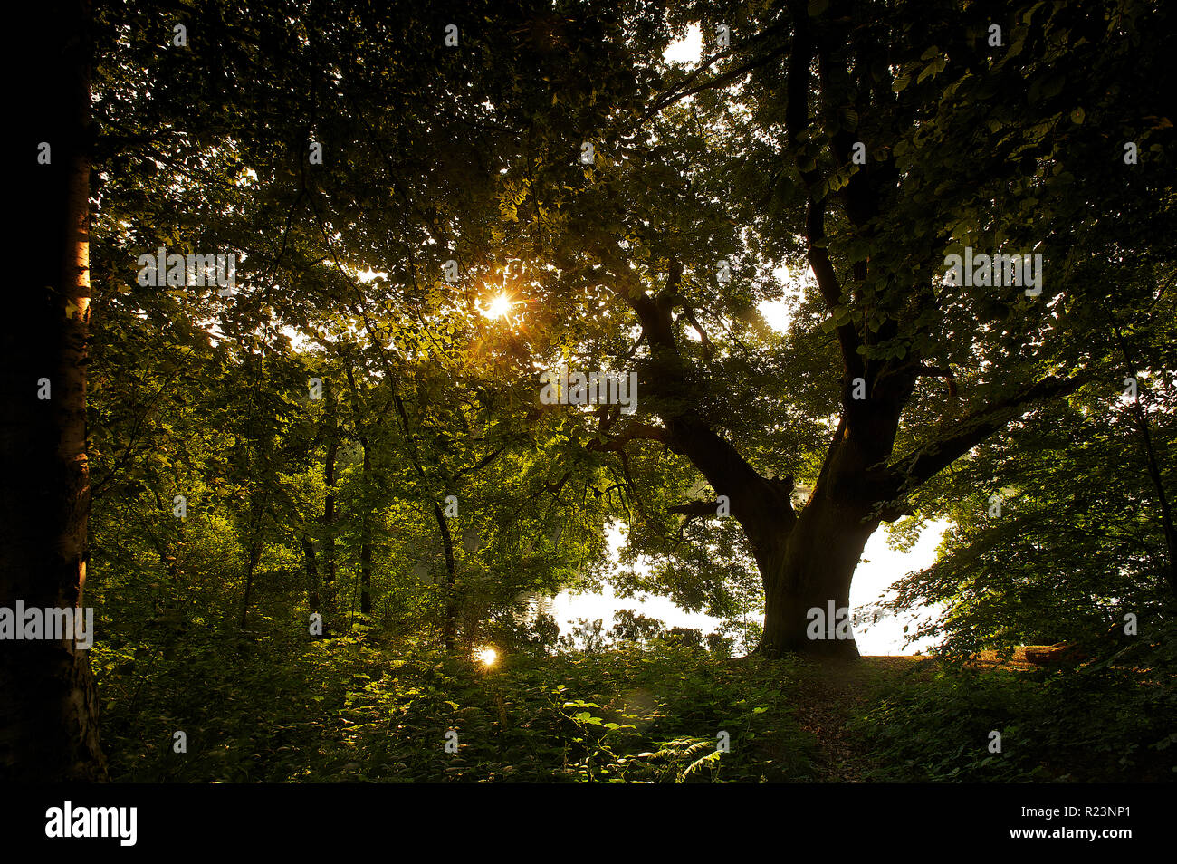 Backlit Oak tree at waters edge, early morning sun in summer in the UK Stock Photo