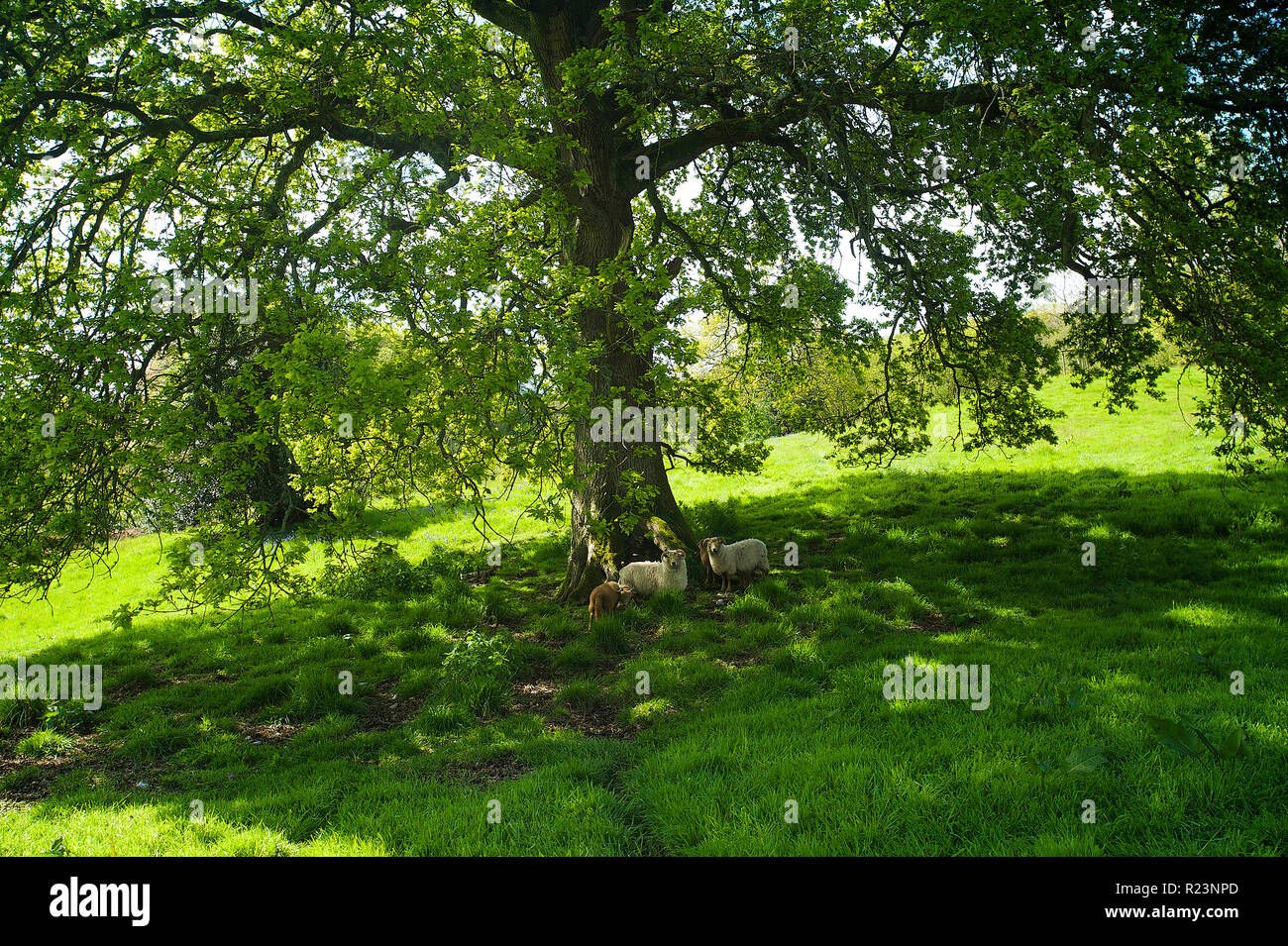 Portland sheep sheltering under an oak tree in Devon, UK. Stock Photo