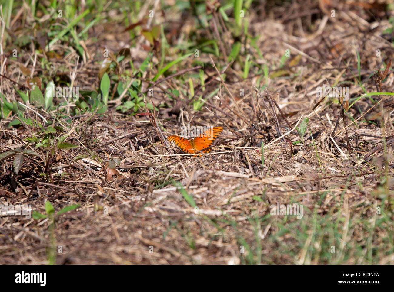 Gulf fritillary butterfly on dry, brown grass in a meadow Stock Photo
