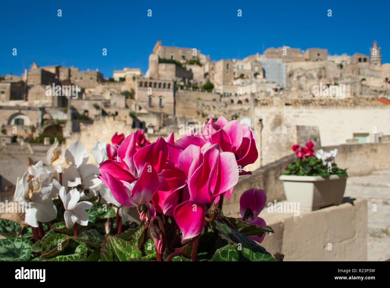 Purple and white cyclamen. Sassi or stones of Matera European capital of culture 2019, Basilicata, Italy Stock Photo