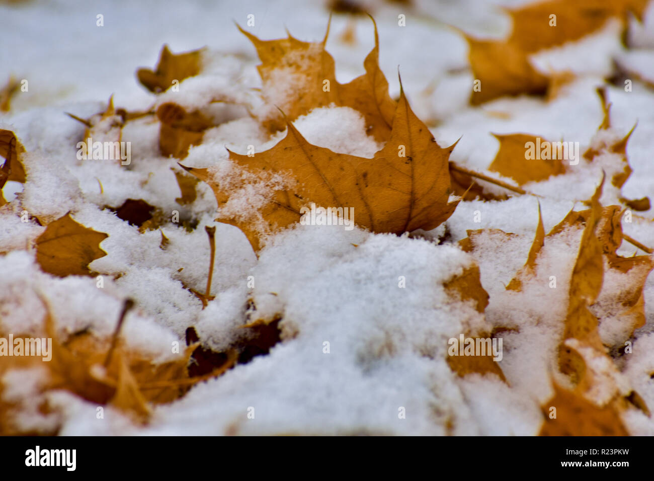 Snow Covered Maple Leaves. This was taken during the first snowfall. It was found in Michigan. The weather was chilly my hands frozen. Cute snow. Stock Photo