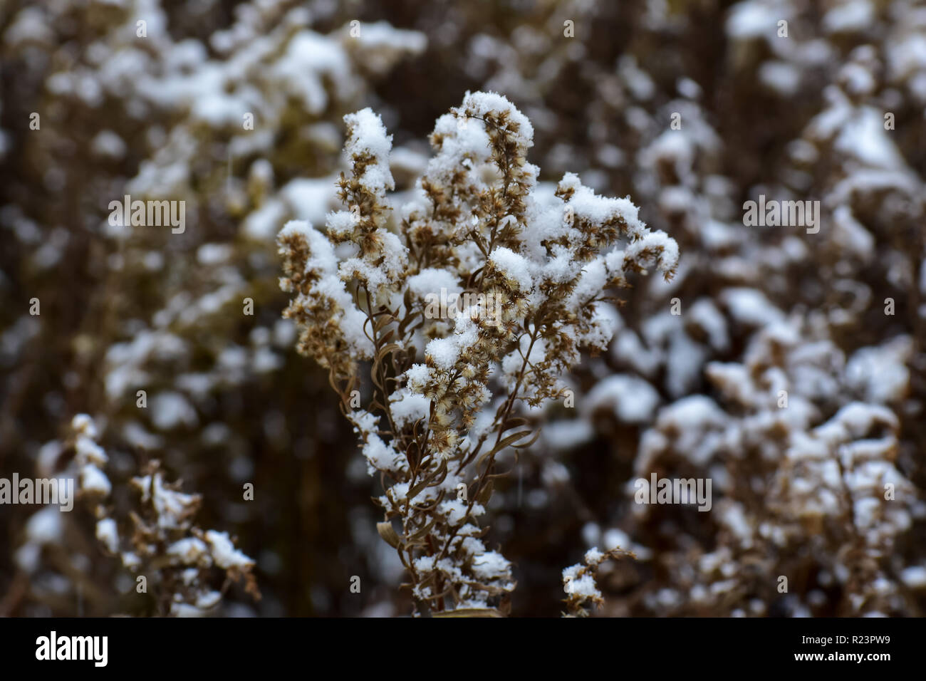 Snow covered plant. During the first snowstorm I took a walk once it was a light snow. The plants were still standing since it was the first storm. Stock Photo