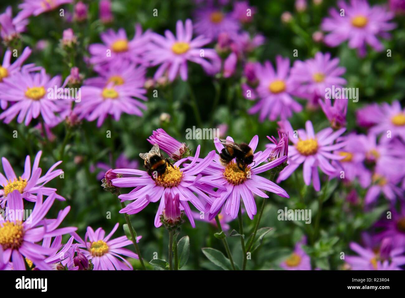 Two best friend bees working together in the summer sunshine in a daisy patch Stock Photo