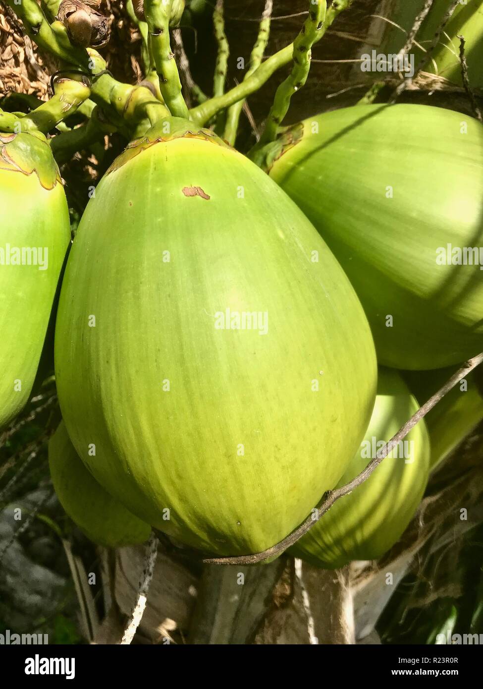 Fresh coconuts on the tree shining in the morning sun Stock Photo