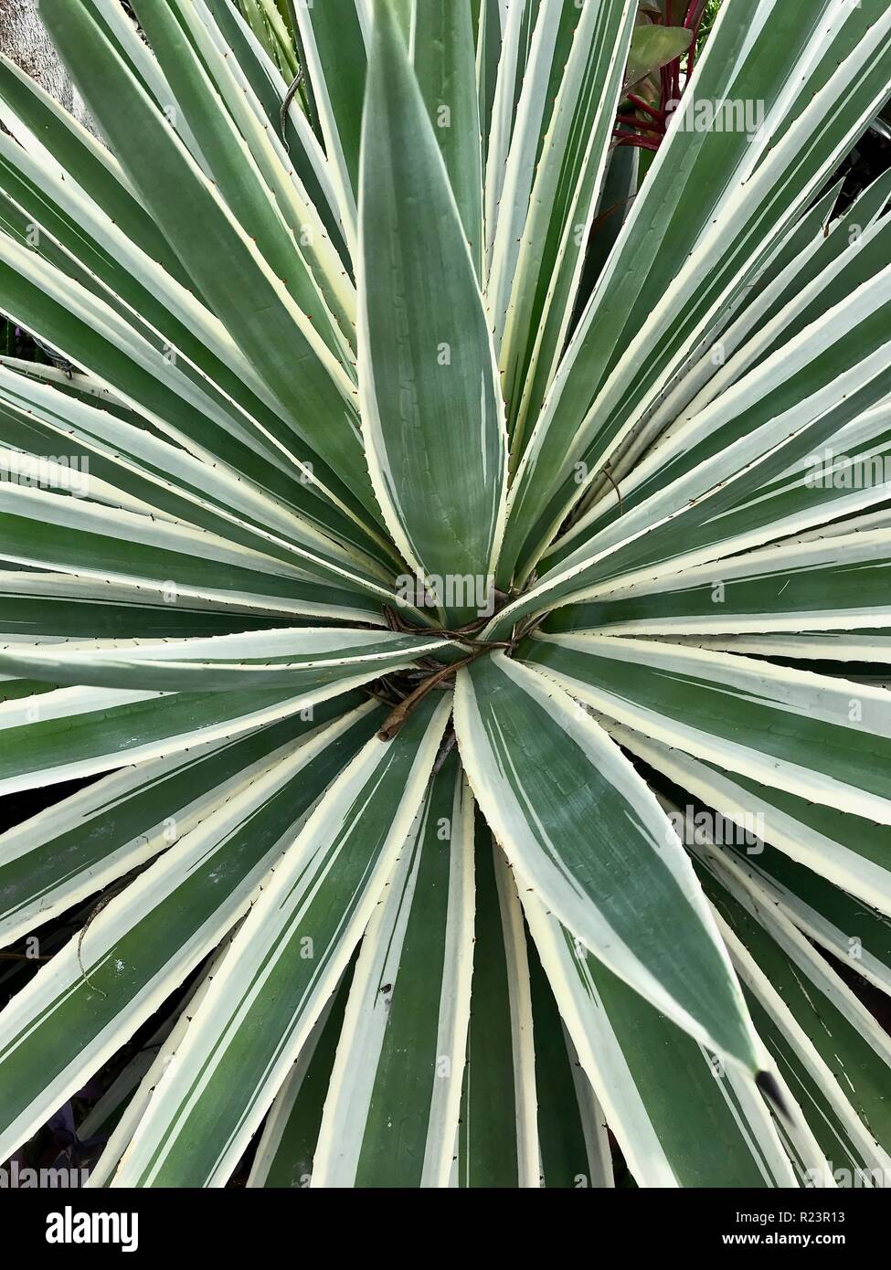 Looking down into a green and white yucca Stock Photo