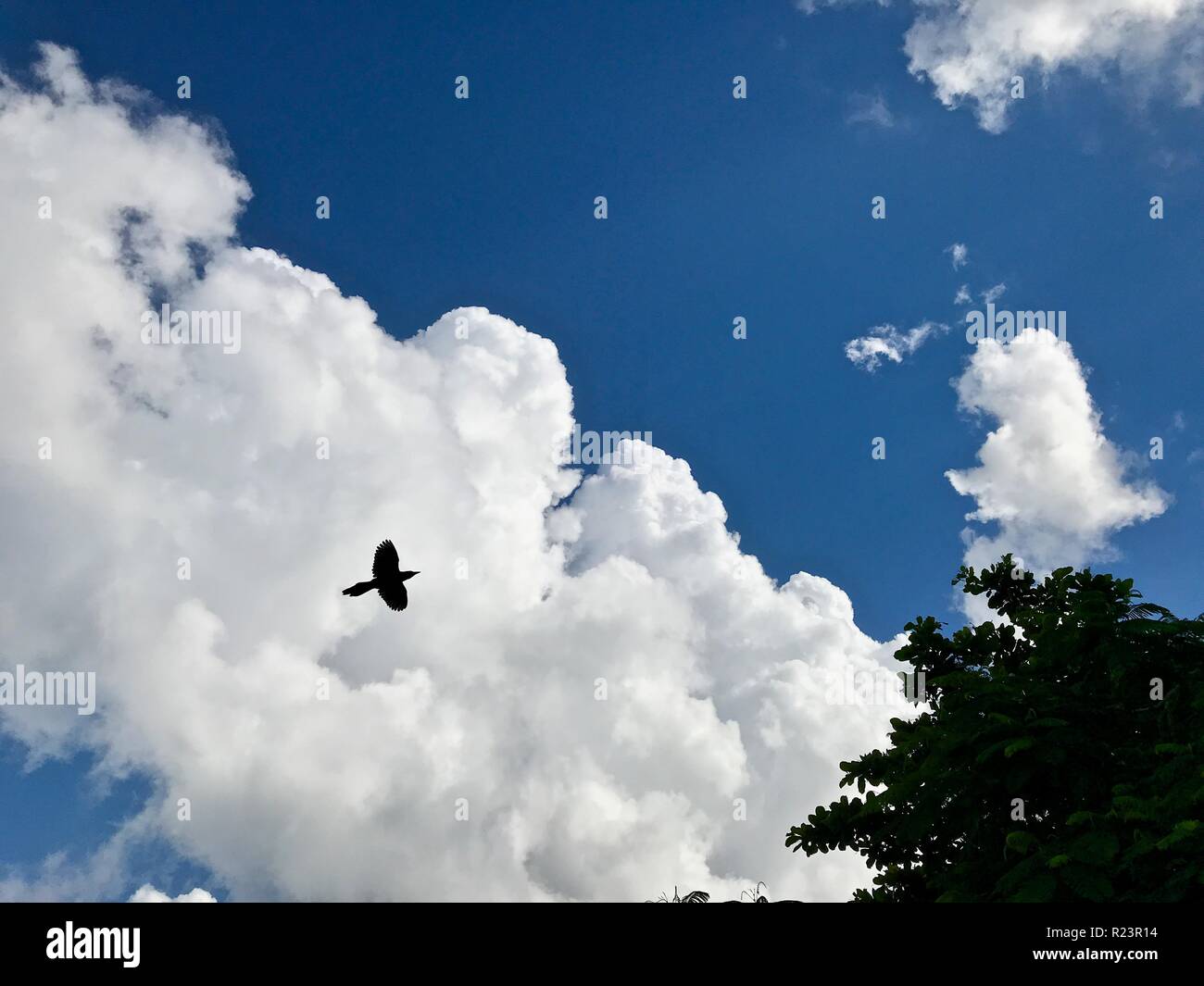 A blackbird against white storm clouds building in the afternoon during the summertime Stock Photo