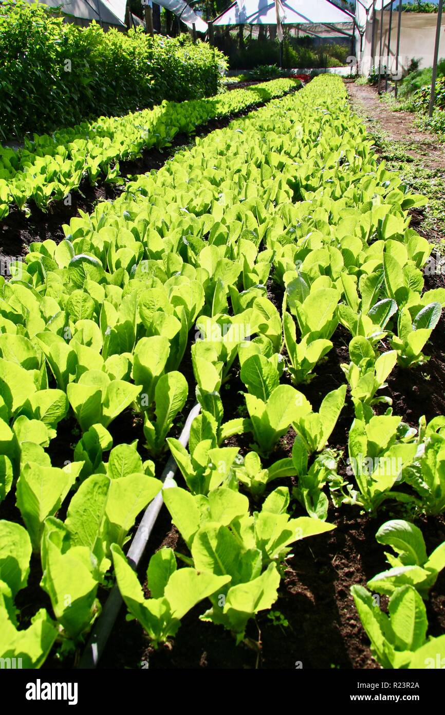 Lettuce seedlings growing on an organic farm Stock Photo Alamy