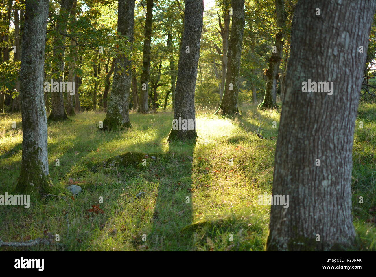 Sun Soaked Tree Trunks Stock Photo Alamy
