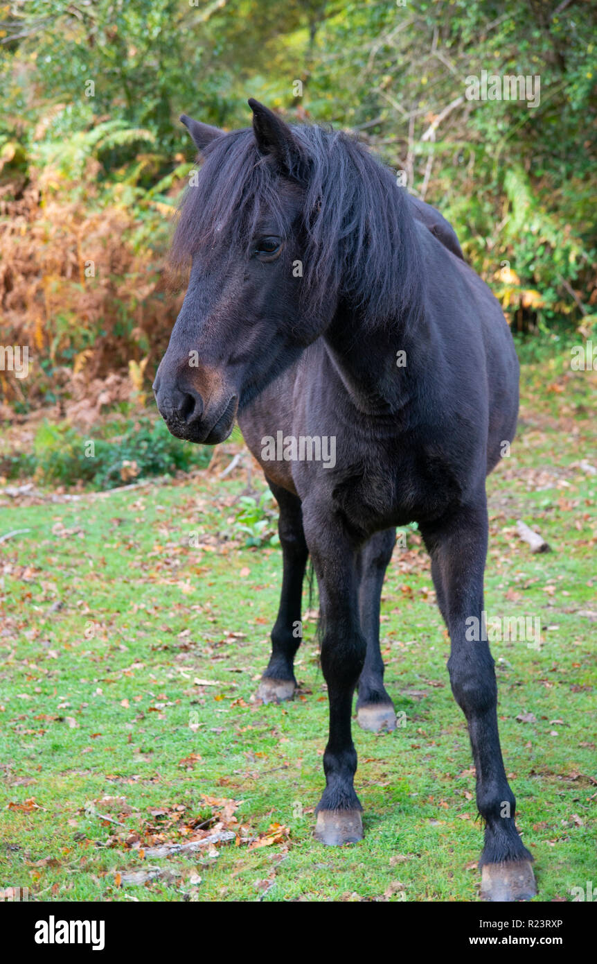 Black New Forest pony in good condition standing in a clearing in the New Forest National Park, Hampshire,UK, England Stock Photo