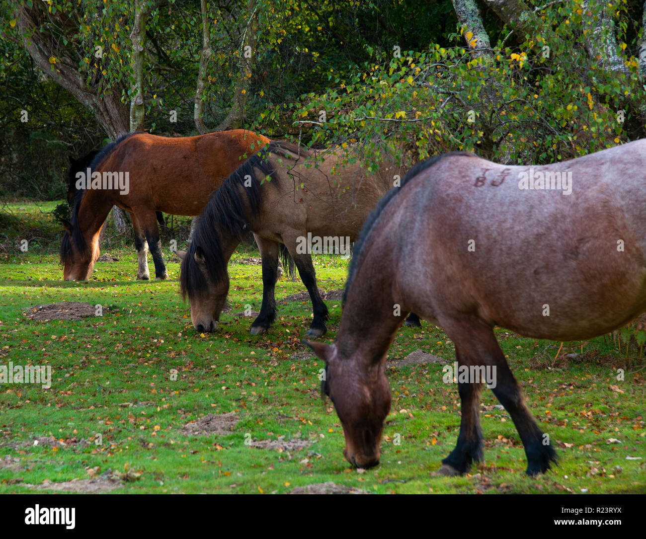 Three New Forest ponies graze together on woodland clearing in the New Forest National Park, Hampshire, UK, England Stock Photo