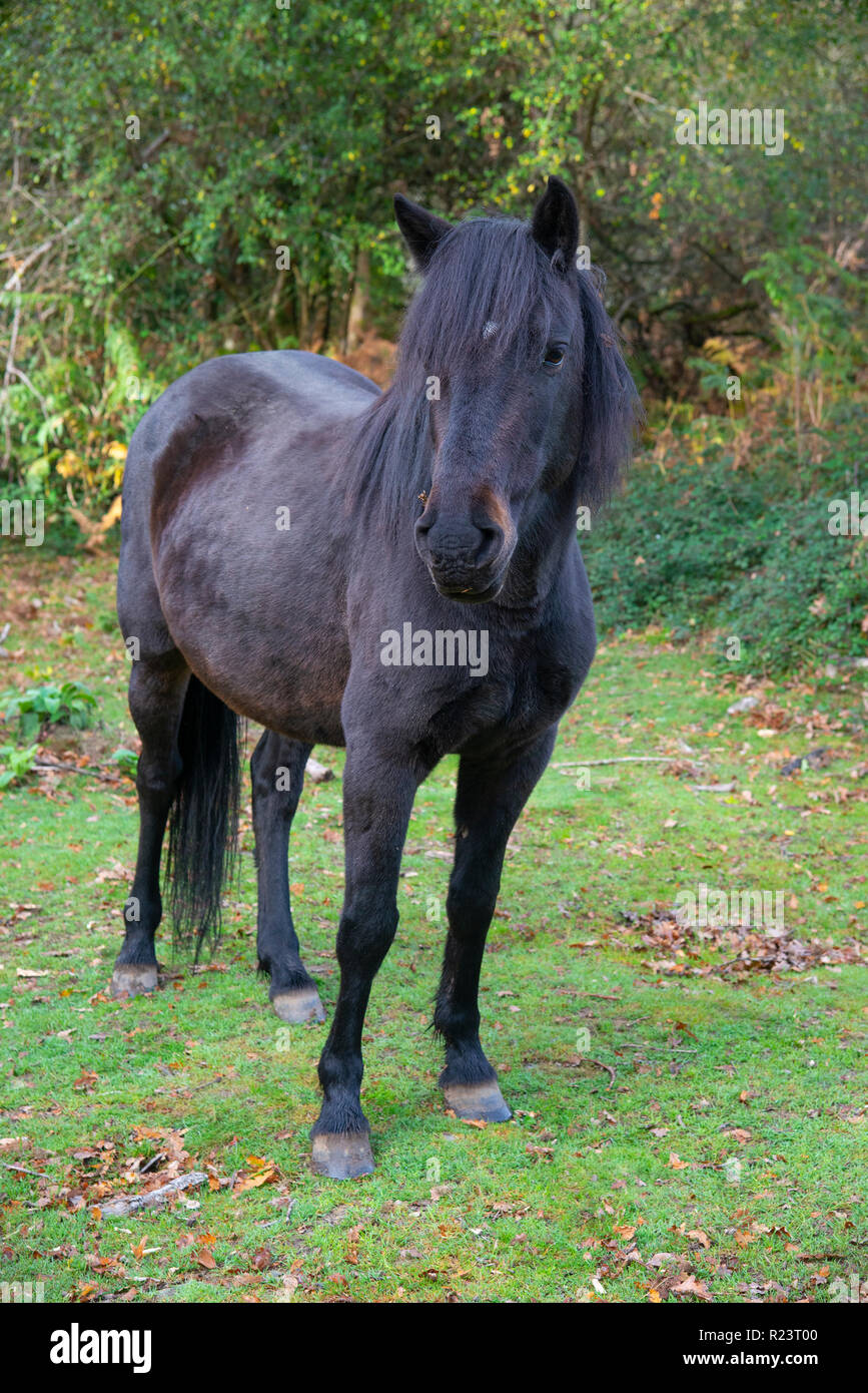 Black New Forest pony in good condition standing in a clearing in the New Forest National Park, Hampshire,UK, England Stock Photo