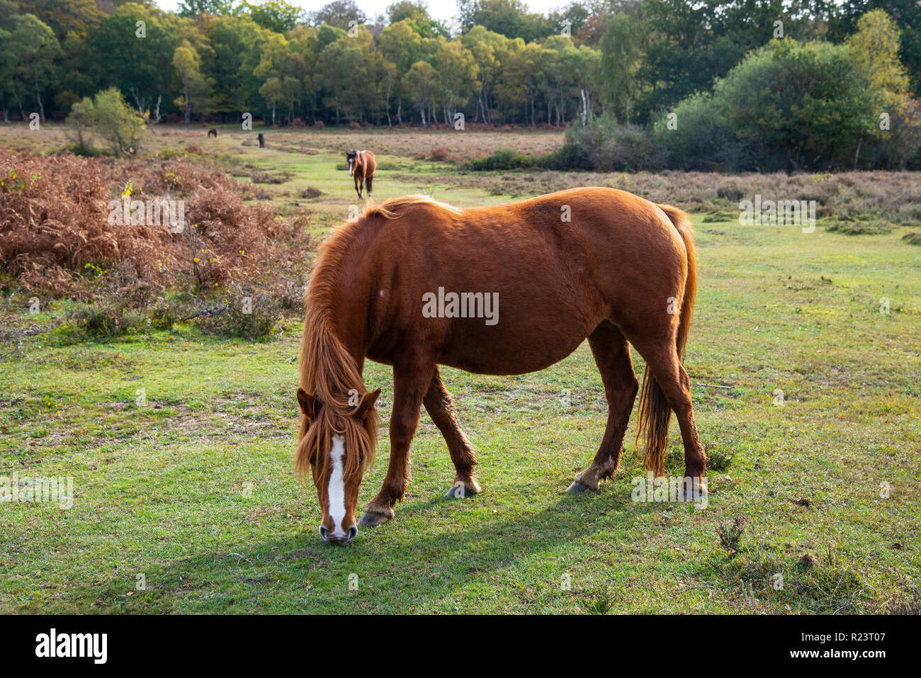 Chestnut New Forest Pony with white blaze grazing on heathland in the New Forest National Park, Hampshire, UK, England Stock Photo