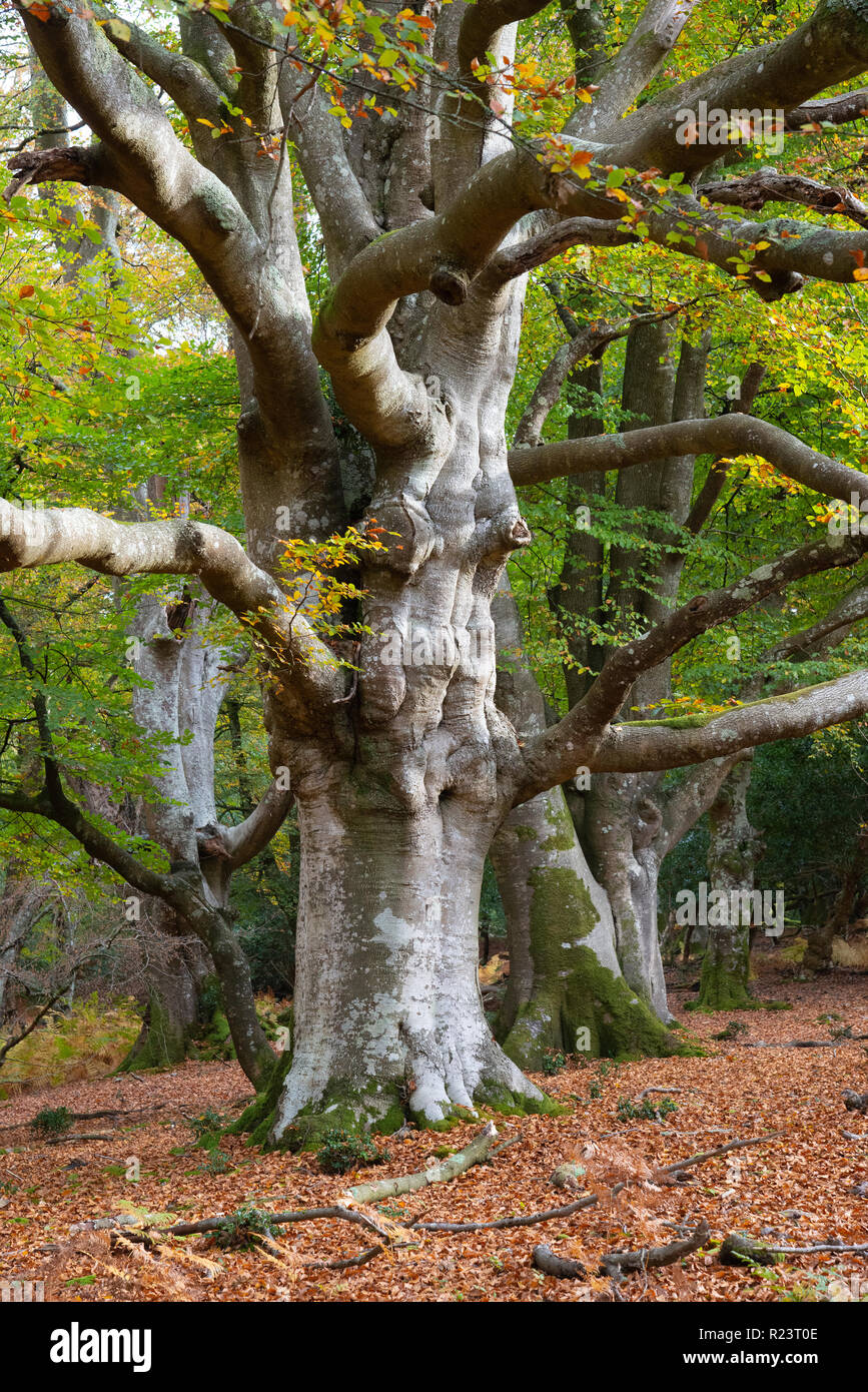 Statuesque Ancient Beech Tree in early autumn New Forest National Park, Hampshire, England, UK Stock Photo