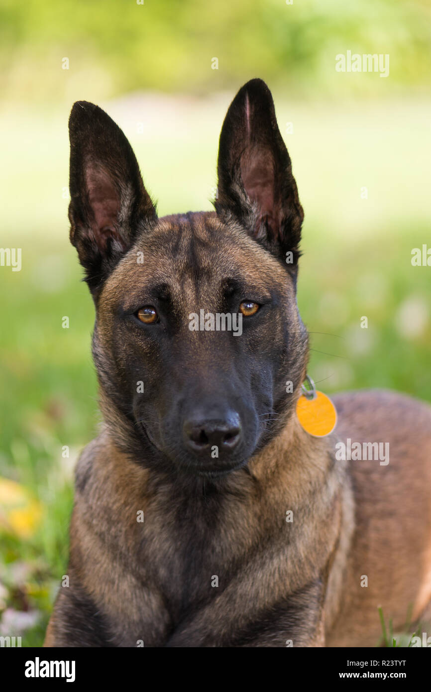 Belgian Malinois dog head show with green background Stock Photo