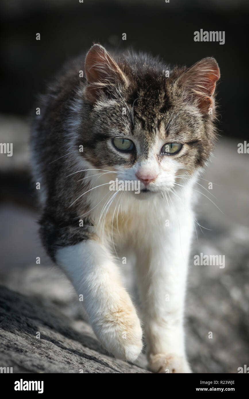 stray cat walking on rocks Stock Photo - Alamy
