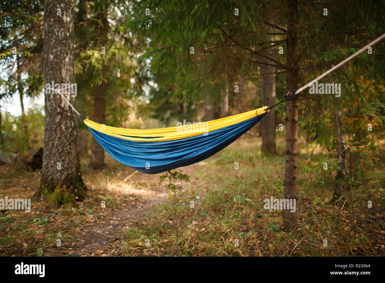 Image of yellowblue hammock in woods Stock Photo Alamy