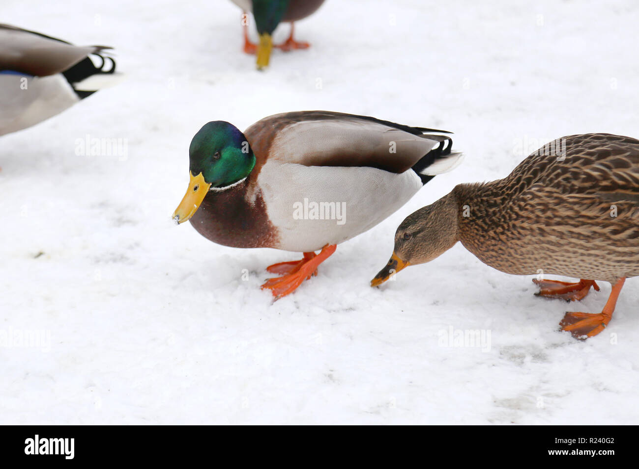 Many ducks on snow near lake or river spending winter and searching for food. Stock Photo