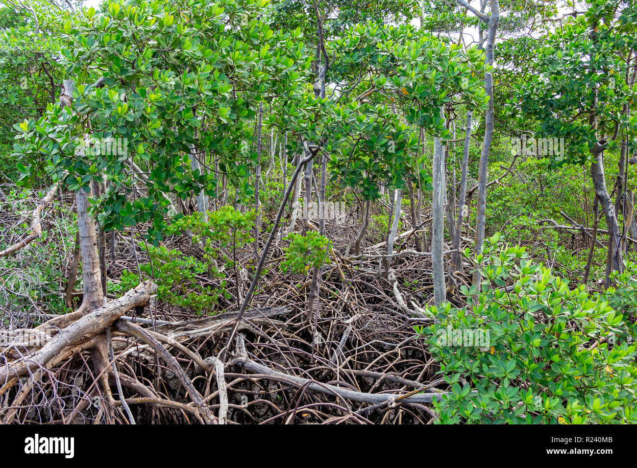 Forest of red mangroves (Rhizophora mangle) with elaborate root systems - Anne Kolb, Hollywood, Florida, USA Stock Photo