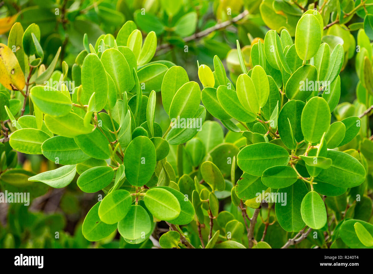 Red mangrove (Rhizophora mangle) leaves closeup - Anne Kolb, Hollywood, Florida, USA Stock Photo
