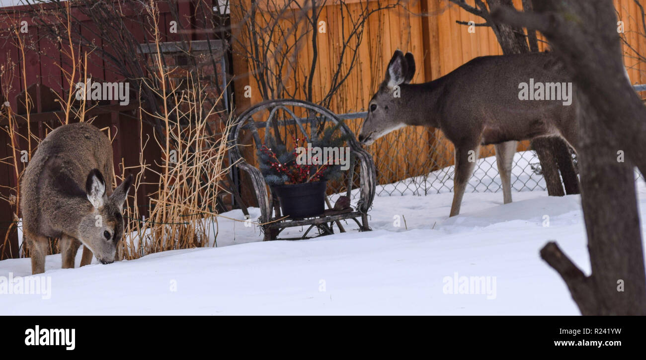 Deer in the yard Stock Photo Alamy