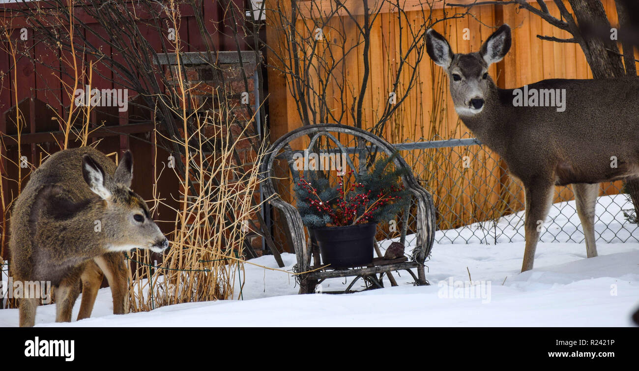 Deer in the yard Stock Photo Alamy