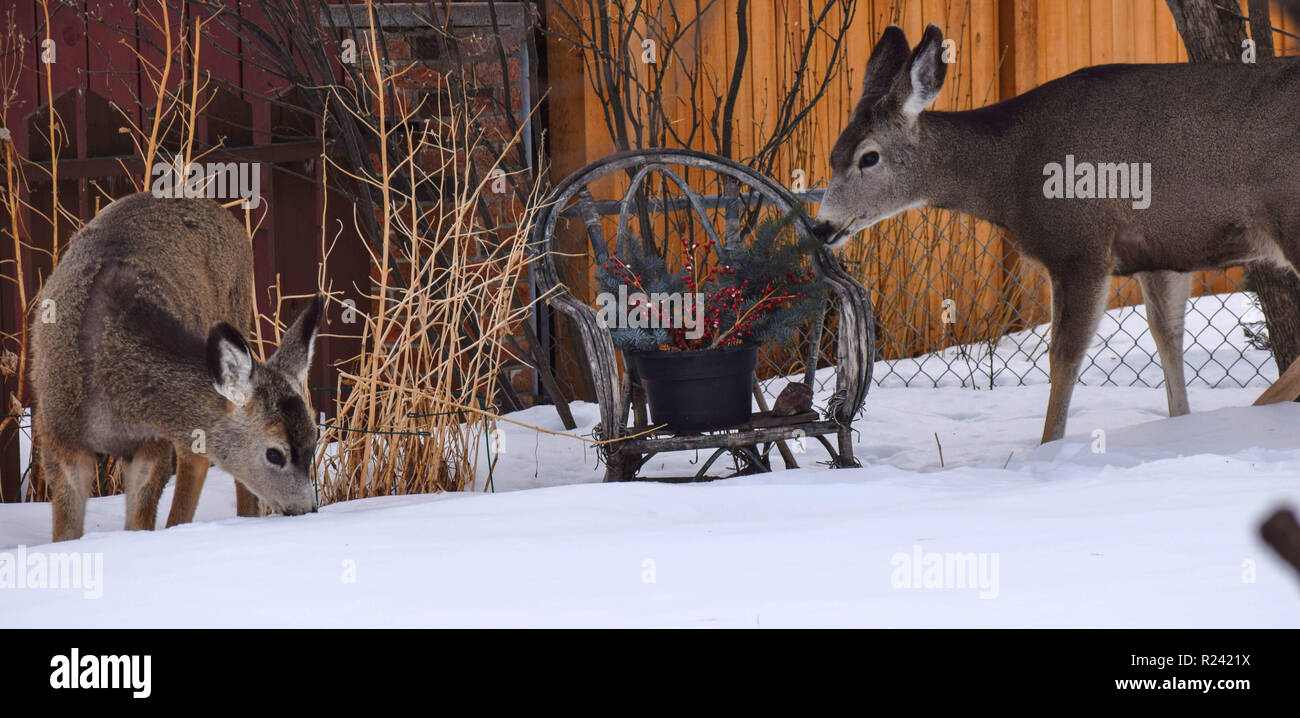 Deer in the yard Stock Photo Alamy