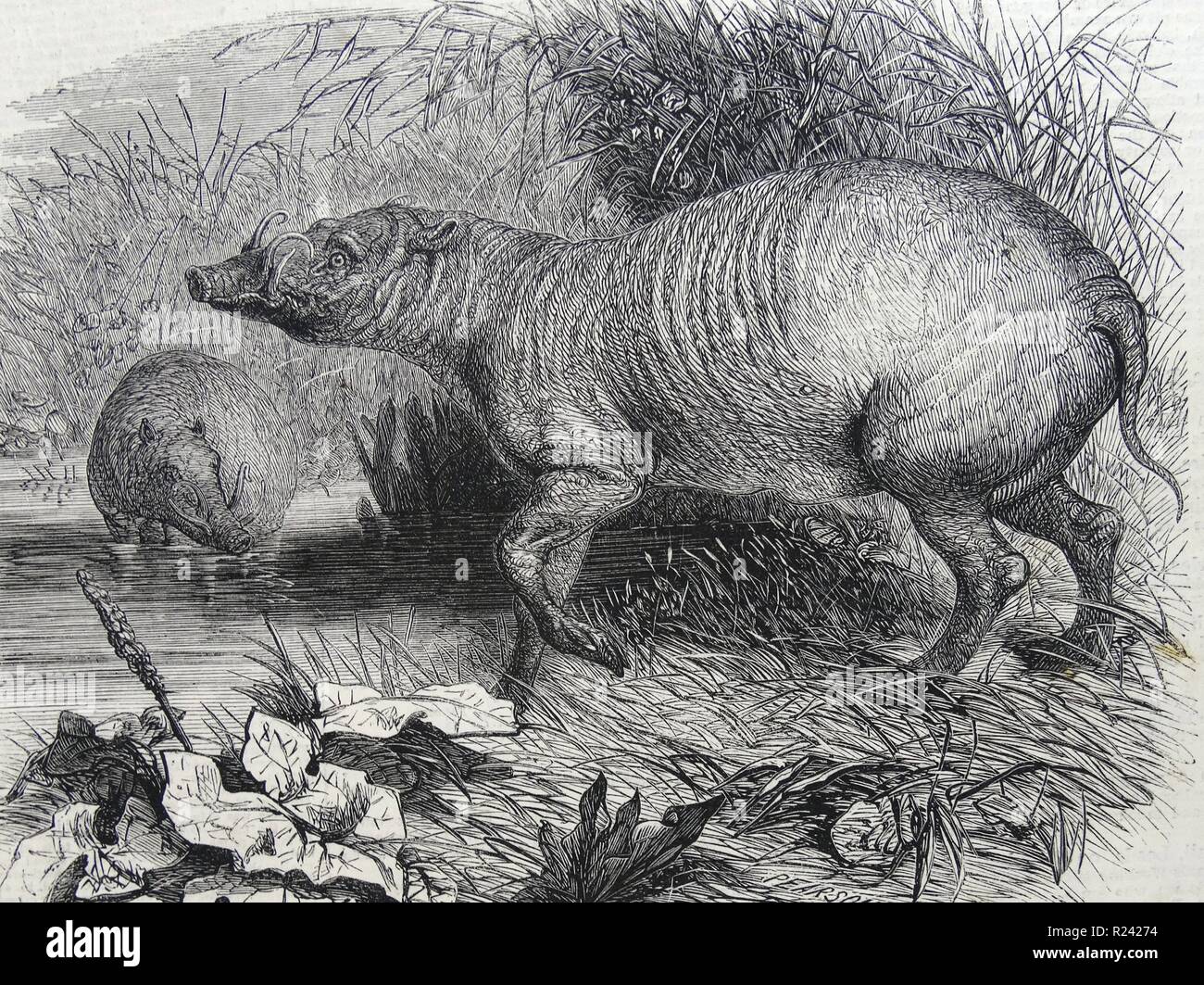 Engraving depicting the Barbarossa, a recent addition to the Zoological Society's Gardens, Regent's Park, London. Dated 1860 Stock Photo