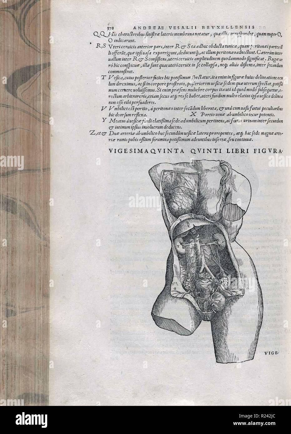 The female pelvic anatomy. From Andreas Vesalius' De Corporis Humani Fabrica, 1543 Stock Photo