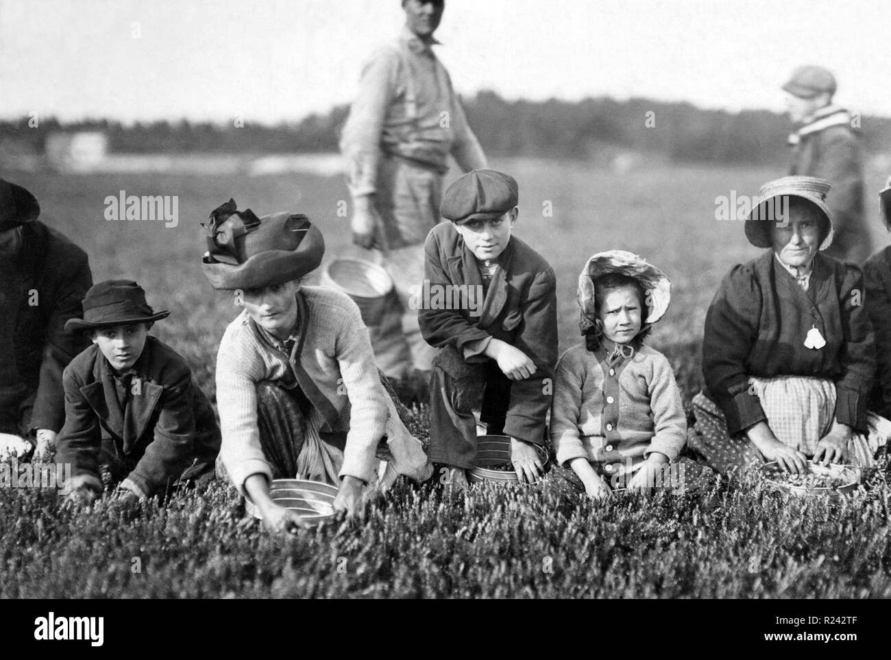 Lewis Hine child labour at Smart's Bog, Massachusetts, 1911 Stock Photo