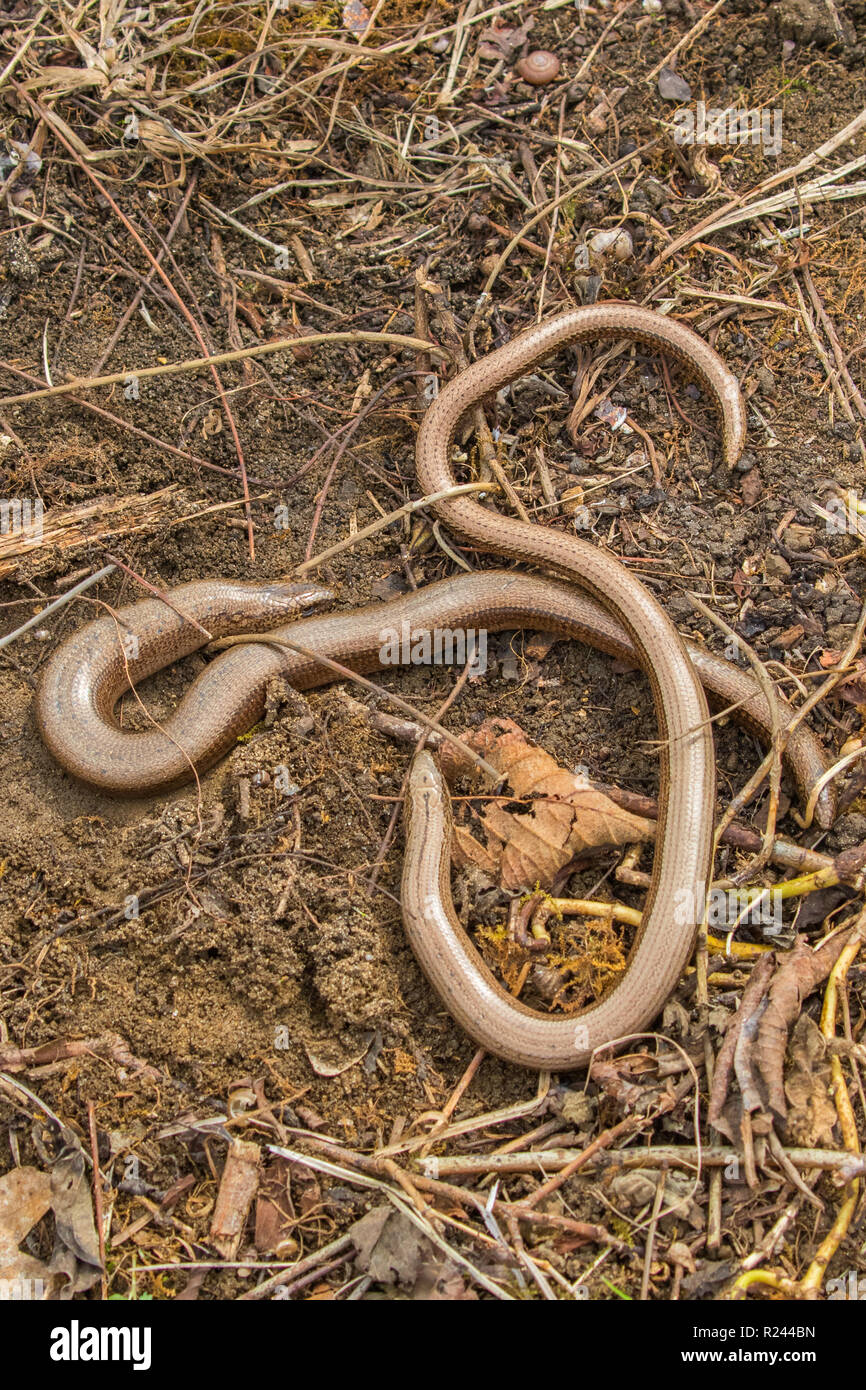 2 Slow Worms (Anguis fragilis) Legless Lizard Stock Photo
